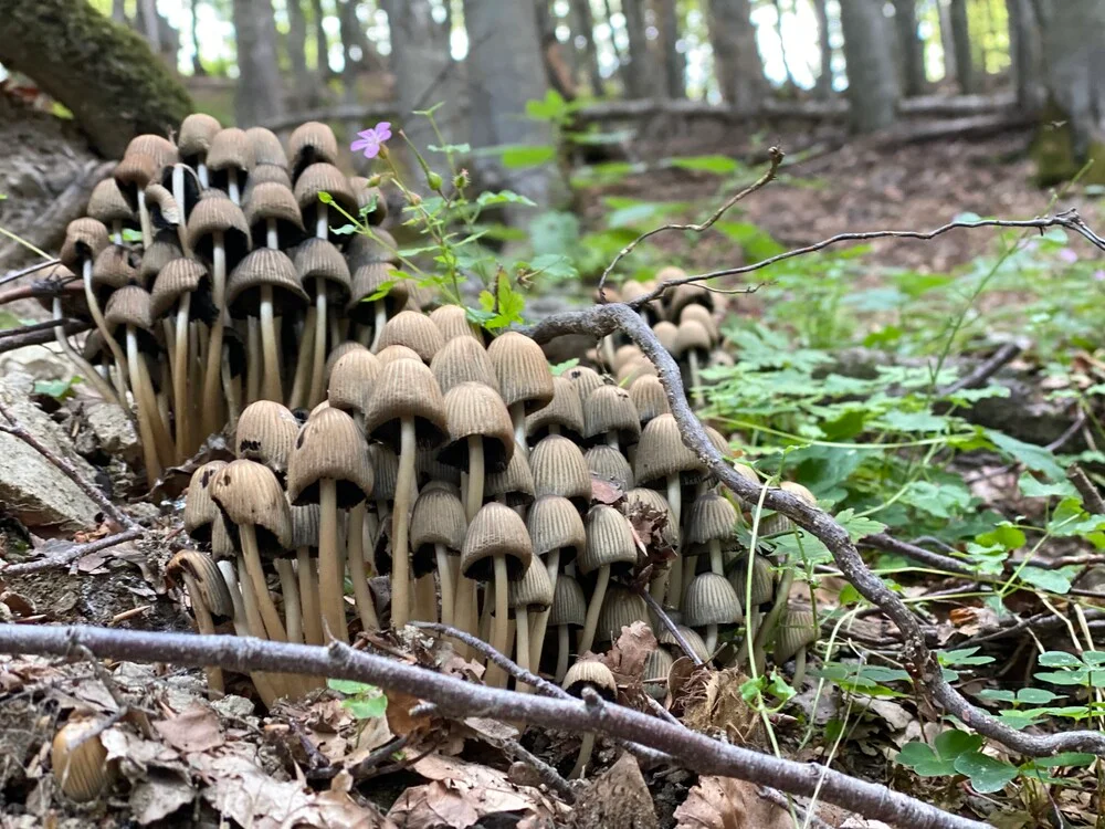 Ancient and Primeval Beech Forests of the Carpathians and Other Regions of Europe - 1