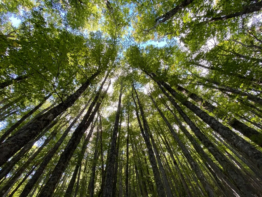 Ancient and Primeval Beech Forests of the Carpathians and Other Regions of Europe - 3