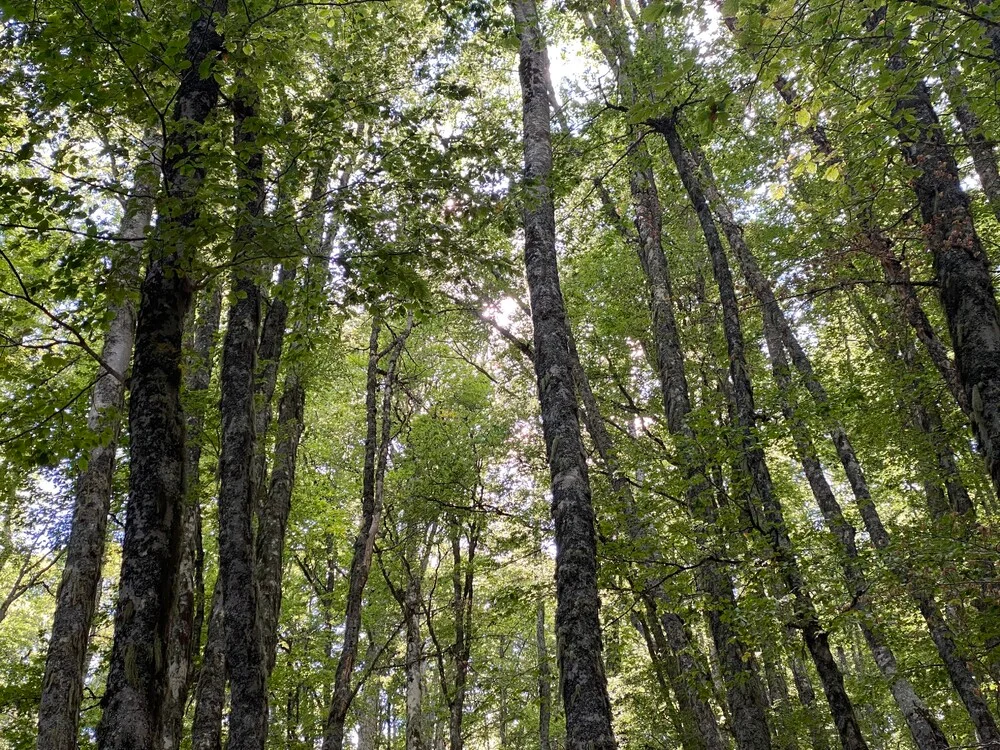 Ancient and Primeval Beech Forests of the Carpathians and Other Regions of Europe - 4