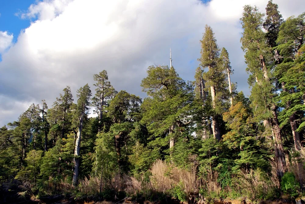 Parque Nacional Los Alerces - 1