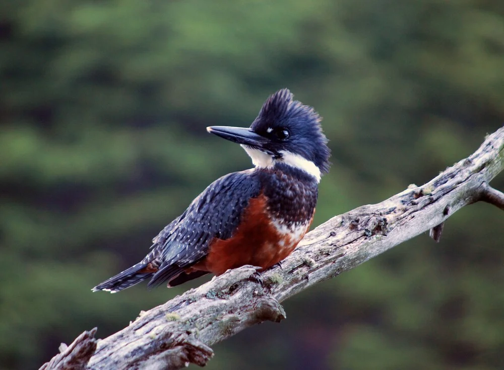 Parque Nacional Los Alerces - 2