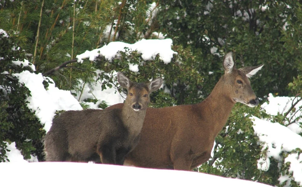 Parque Nacional Los Alerces - 3