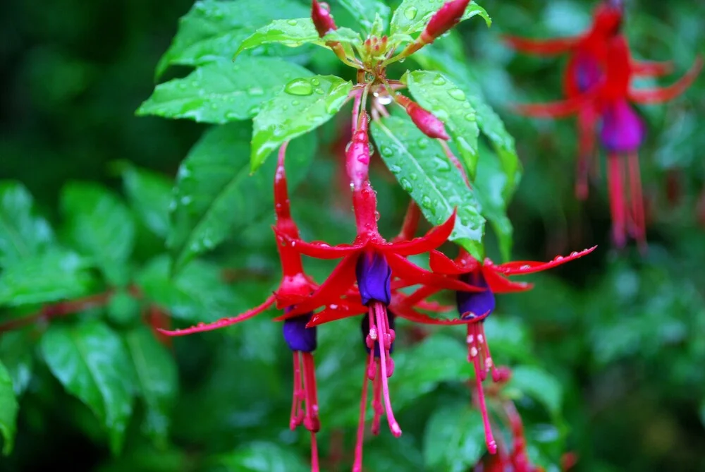Parque Nacional Los Alerces - 4