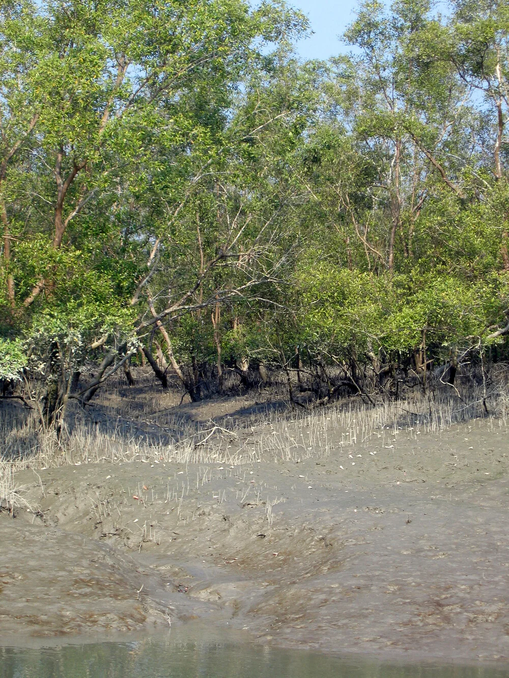 The Sundarbans | UNESCO World Heritage | Nomadiq | Nomadiq