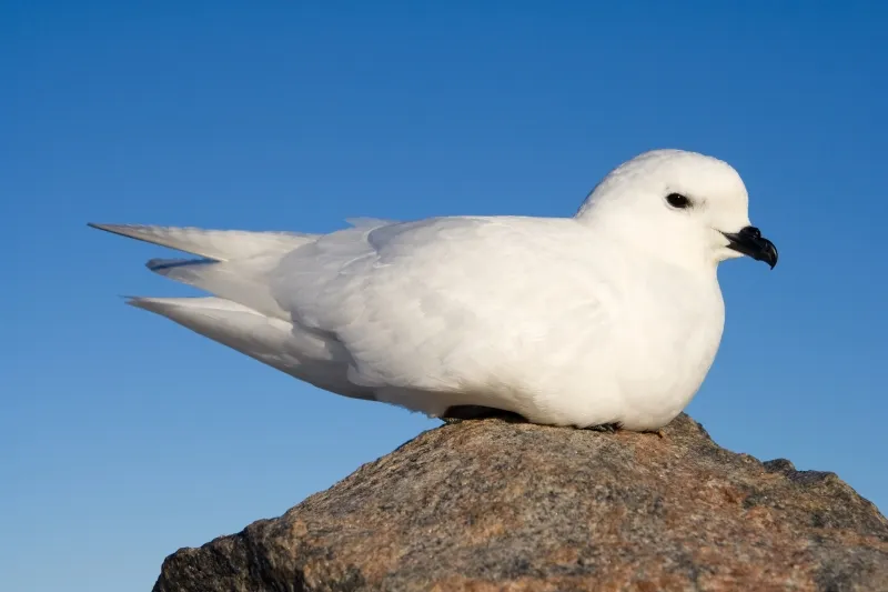 {'rendered': 'PC3A9trel_des_neiges_-_Snow_Petrel'} Ptrel_des_neiges_-_Snow_Petrel