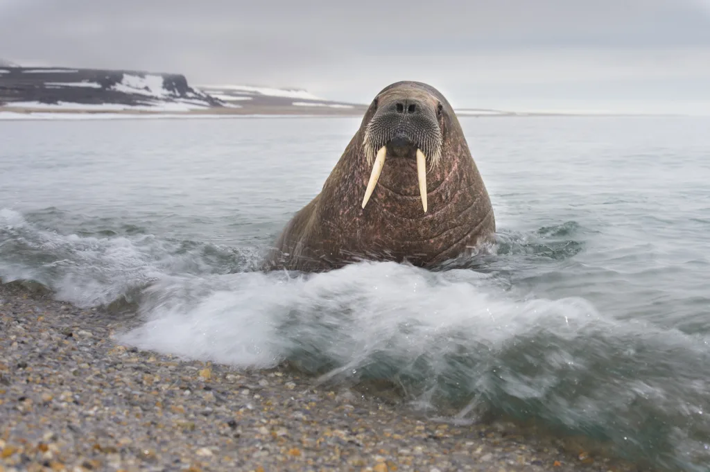 Islas Svalbard