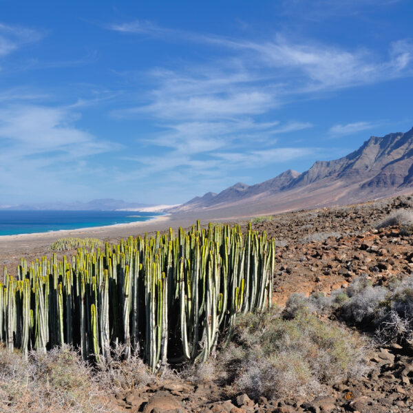 Featured image for Fuerteventura en 48 Horas: Paraíso Atlántico de Contrastes Infinitos