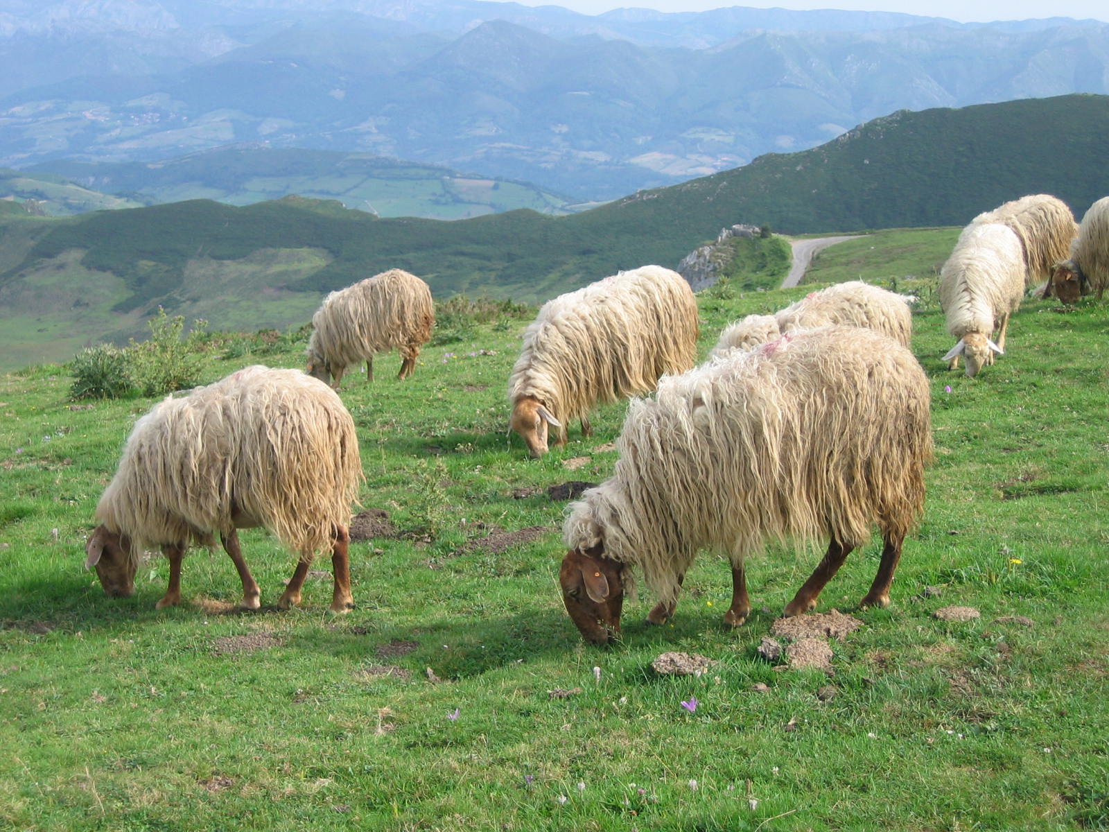 Asturian sheep.jpg