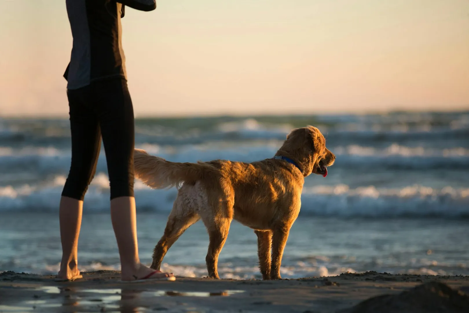 Los 10 Mejores Hoteles para Mascotas en España in location
